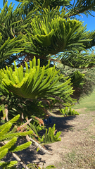 Eutacta