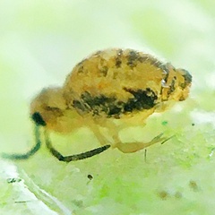 Symphypleona