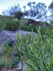 Baccharis articulata