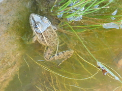 Lithobates berlandieri