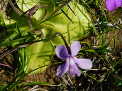 Pinguicula moranensis