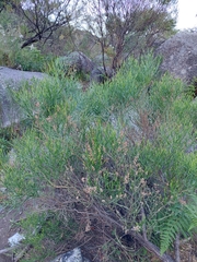 Baccharis articulata