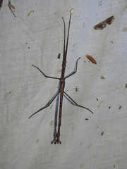 Acrophylla enceladus