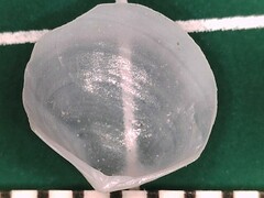 Abra aequalis