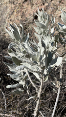 Eriodictyon tomentosum