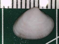 Transennella conradina