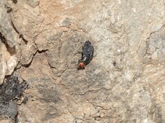 Peltacanthina mythodes