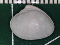 Transennella conradina