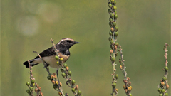 Oenanthe cypriaca