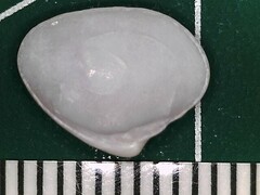 Transennella conradina