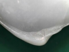 Transennella conradina