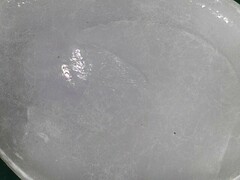 Transennella conradina