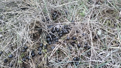 Capreolus capreolus