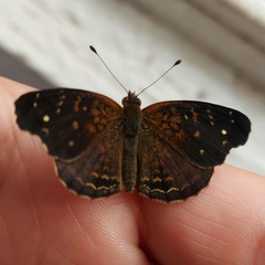 Anthanassa atronia