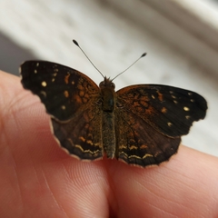 Anthanassa atronia
