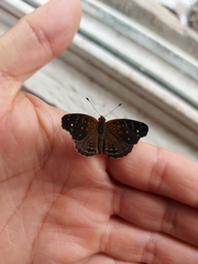 Anthanassa atronia