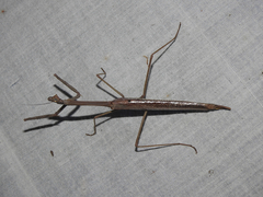 Archimantis latistyla
