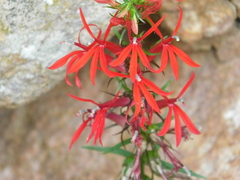 Lobelia cardinalis