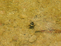 Thermonectus marmoratus