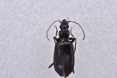 Dyscolus