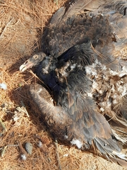 Cathartes aura