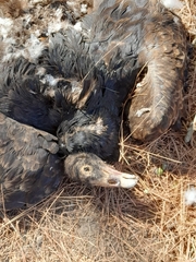 Cathartes aura
