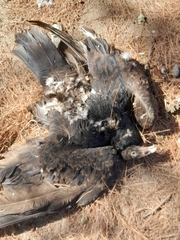 Cathartes aura