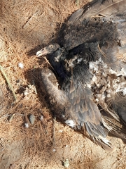 Cathartes aura