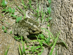 Incilius occidentalis