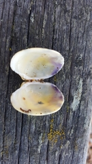 Ruditapes decussatus