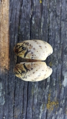 Ruditapes decussatus