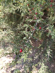 Condalia microphylla