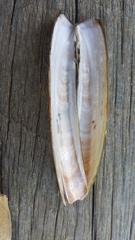 Ensis