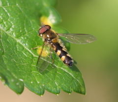 Meligramma triangulifera
