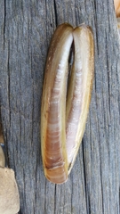 Ensis