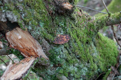 Daedaleopsis confragosa