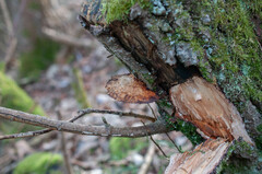 Daedaleopsis confragosa