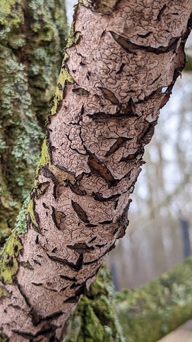 Oak Crust