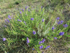 Scutellaria baicalensis