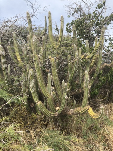 Pilosocereus armatus, photograph 5