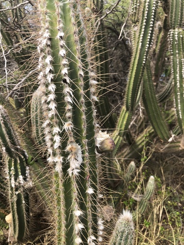 Pilosocereus armatus, photograph 6