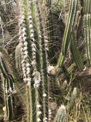 Pilosocereus