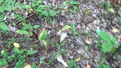 Clethrionomys glareolus