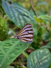 Arawacus lincoides