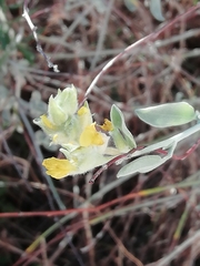 Anthyllis cytisoides