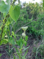 Aristolochia argentina