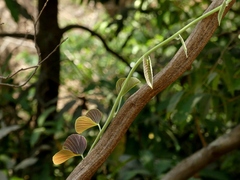 Ipomoea campanulata