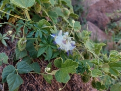 Passiflora chrysophylla