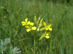 Erysimum canescens