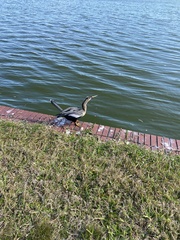 Anhinga anhinga